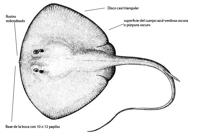 Pteroplatytrygon violacea_01.jpg